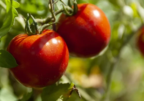 Od kiedy sadzę to przy pomidorach, owoce są smaczniejsze, a krzaki wyraźnie silniejsze