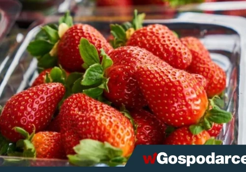 Tak oszukują nieuczciwi sprzedawcy truskawek