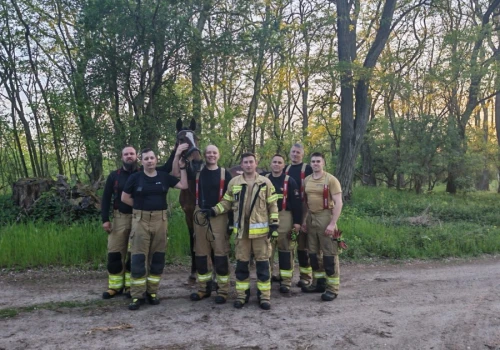 Koń uwięziony w bagnie. Akcja ratunkowa w trudnych warunkach