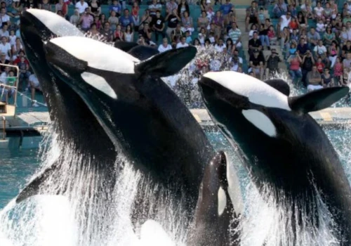 Francuski rząd naciska: orki z Marineland muszą pilnie trafić do Loro Parque