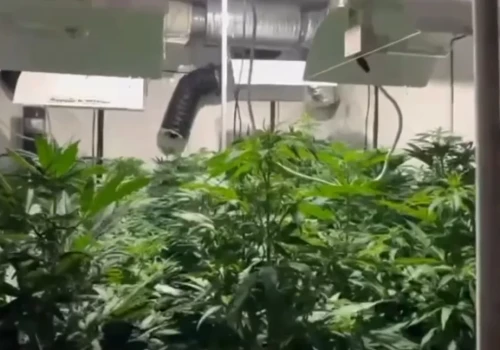 W mieszkaniu urządził plantację konopi. Miał tez duże ilości marihuany