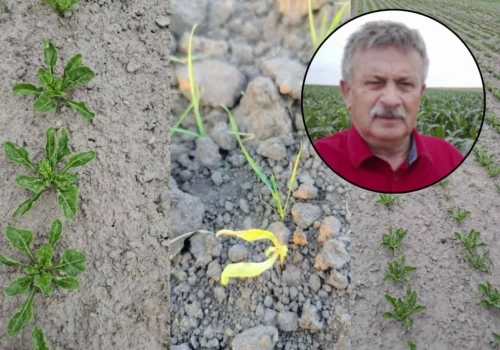 Buraki cukrowe pod presją pogody. „Wygrali ci, którzy sieją wcześnie