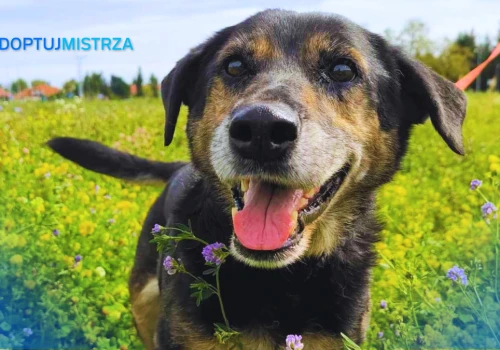 Poradnik #AdoptujMistrza: Borelioza