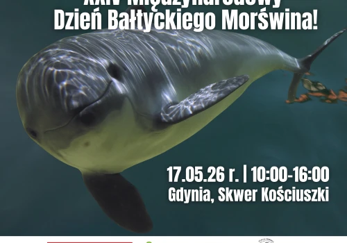 Gdynia świętuje Międzynarodowy Dzień Bałtyckiego Morświna. Na Skwerze Kościuszki moc atrakcji