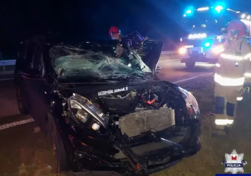 Groźne zderzenie z łosiem na S7. Policja apeluje o ostrożność
