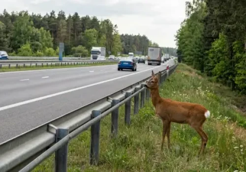 Zderzenie z dziką zwierzyną na DK16. Utrudnienia i ruch wahadłowy
