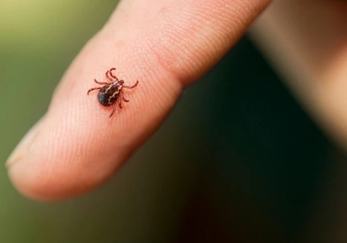 Naturalny sposób na kleszcze wraca do łask. Korzystały z niego nasze babcie
