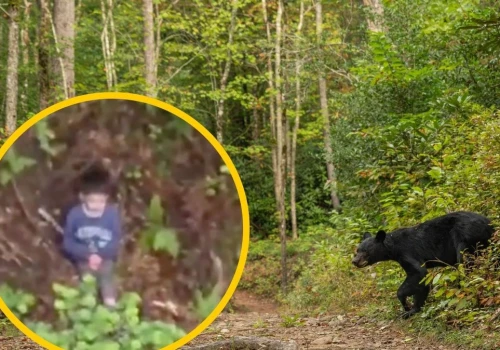 Przeżył trzy dni w lesie pełnym niedźwiedzi. Niewiarygodna historia 5-letniego Alexa