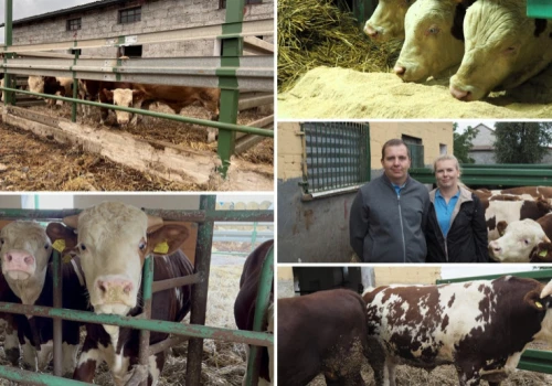Po czterech latach od Innowacyjnego Farmera, Pleśnierowiczowie zbudowali własną markę wołowiny