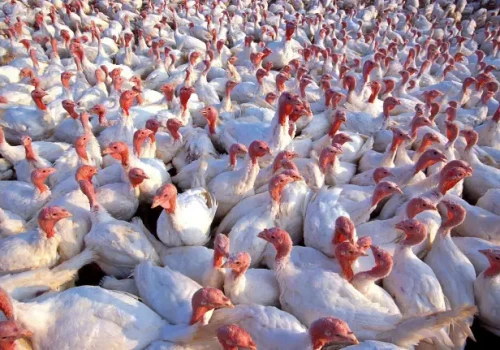 Ptasia grypa H5N1 pod Olsztynem. Służby apelują o ostrożność