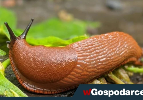 Żarłoczne ślimaki atakują uprawy