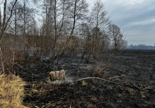 Nawet 30 tys. zł kary za wypalanie traw. Chwila nieuwagi może doprowadzić do tragedii
