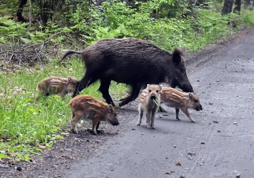 Dziki i sarny coraz częściej wychodzą na drogi. Kierowcy w Zachodniopomorskiem mają poważny problem