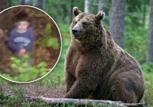Zaginął w lesie pełnym niedźwiedzi. Cała Rumunia drżała o 5-latka