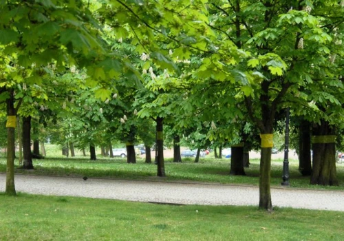Piotrków Trybunalski ratuje drzewa przed szkodnikiem. Żółte opaski na kasztanowcach