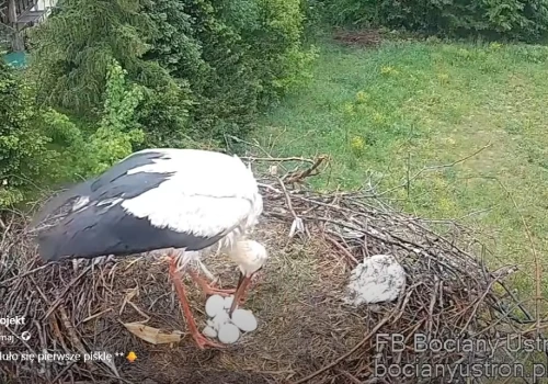 Pierwszy pisklak już jest! Wielki dzień w bocianim gnieździe w Ustroniu