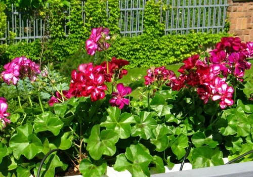 Pelargonie uwielbiają ten domowy nawóz. Stosuję go całą wiosnę
