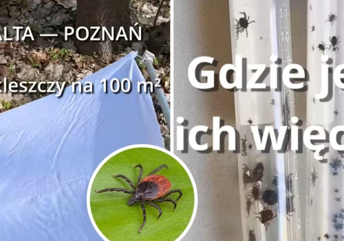 Sprawdził, gdzie jest więcej kleszczy. Przerażające, ile ich wyłapał w mieście