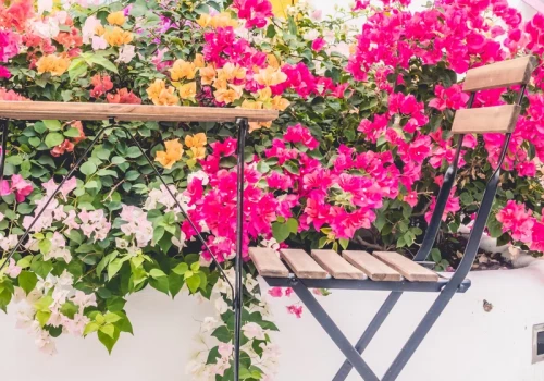 Balkon jak piekarnik? Te rośliny dopiero wtedy pokazują pełnię możliwości