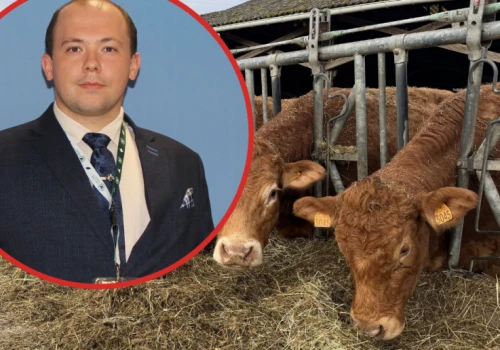 Zioła w paszy dały nieoczekiwany efekt. Buhaje przybierały nawet 250 g więcej dziennie