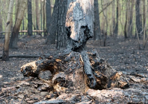Gdy płonie las, wszyscy nagle kochają przyrodę