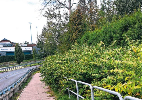 Temat rdestowca wraca jak boomerang: inwazyjna roślina nadal problemem w Bielsku-Białej