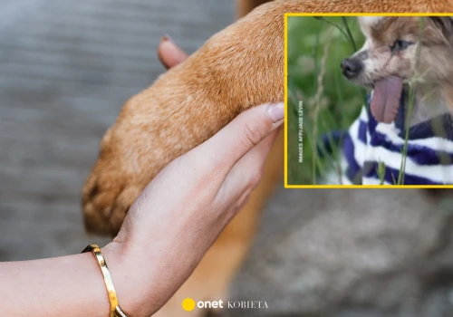 Nie żyje najstarszy pies na świecie. Odszedł w ramionach opiekunki