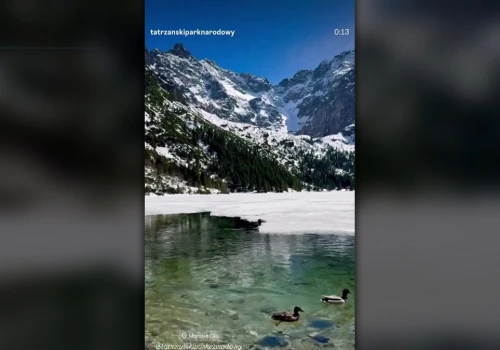 Sensacja nad Morskim Okiem. Bóbr pierwszy raz uchwycony na wideo