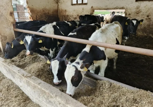 2500 ha pól i 700 krów. Bez własnych pasz koszty byłyby ogromne