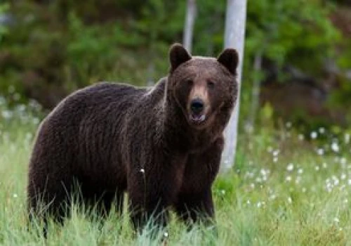 Bułgaria. Niedźwiedź zabił człowieka. Po raz pierwszy od 16 lat