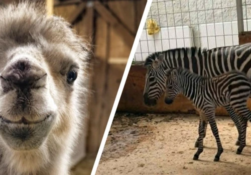 Prawdziwe „baby boom” w opolskim zoo. Jest kolejny pasiasty mieszkaniec ogrodu