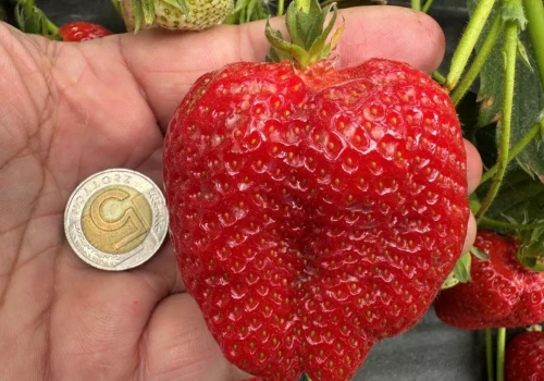 Ceny truskawek wciąż trzymają poziom. Zyskają na tym właściciele tuneli