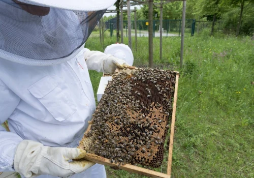 Doradca prezydenta RP: 30 tys. ton miodu może wpłynąć z Mercosuru i zagrozić polskim pszczelarzom