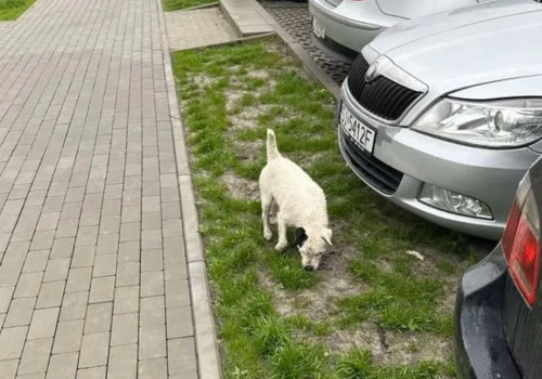 Biały piesek widziany na ul. Olgi Boznańskiej w Jaworznie