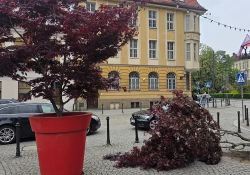 Wandale przewrócili donicę z drzewem w centrum Legnicy