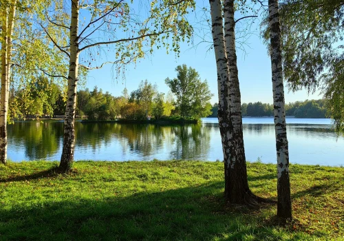 Sąsiedzki spór nad jeziorem. Właścicielka willi chce wyciąć 34 brzozy, aby uzyskać lepszy widok na jezioro