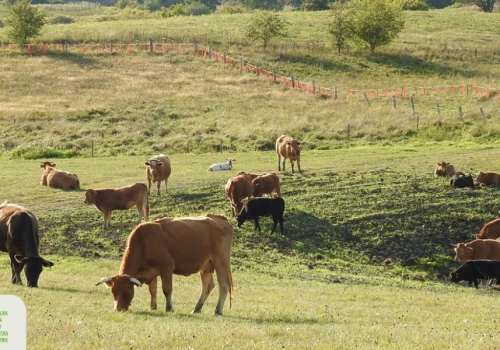 Olsztyn – 1 mln złotych zdopłat dla rolników, ponoszących szkody przez wilki i bobry