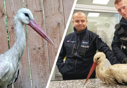 Psy zagrażały rannemu bocianowi. Mieszkańcy i policjanci ruszyli z pomocą