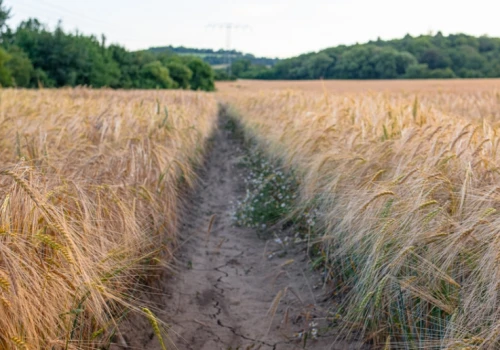 Susza uderza w uprawy. Prognozy plonów pszenicy w dół