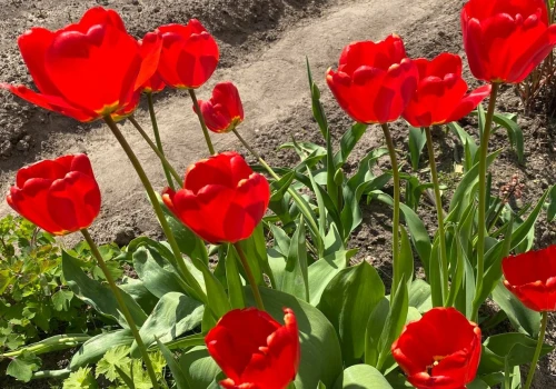 Wiele osób wykopuje takie tulipany, a to błąd. Wystarczy ten domowy nawóz, aby je uratować