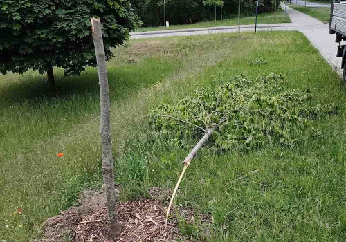 Zielona Góra. Brak słów, kolejny bezmyślny wandalizm (ZDJĘCIA)