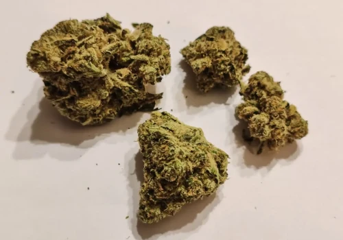 Snowtorious Krypton 25% – uznana genetyka w nowej odsłonie