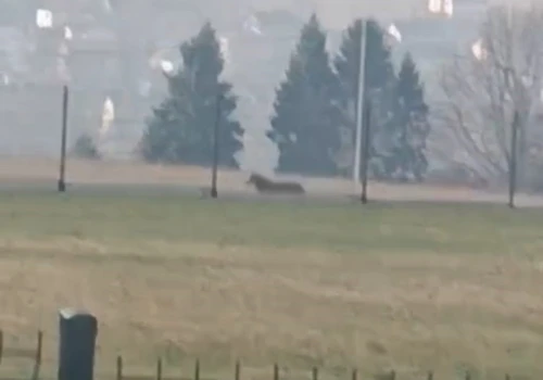 Wilk w Gilowicach. Władze gminne ostrzegają!