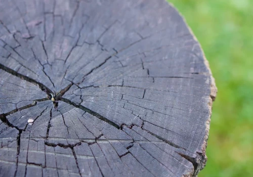 Nie wykopuj pnia po drzewie. Ten tani trik sprawia, że korzenie same puszczają