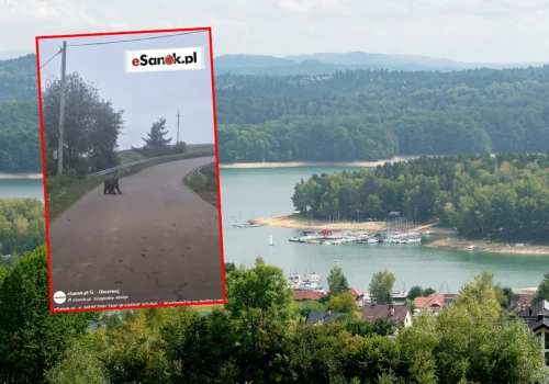 Niedźwiedzie podchodzą do zabudowań w gminie Solina. 