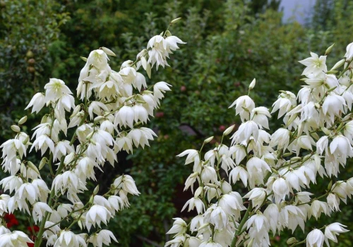 Najlepszy domowy nawóz do juki. Będzie kwitnąć jak nigdy