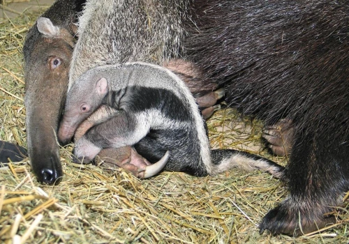 Najstarszy na świecie mrówkojad świętował 30. urodziny w warszawskim ZOO. Goście wręczali laurki