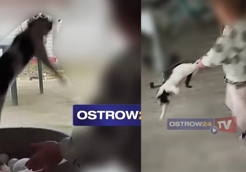 Szokująca sprawa wraca do sądu! Matka nagrywała, jak córka maltretuje kota