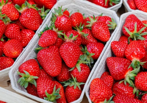Polskie plantacje kuszą Ukraińców. Tyle płacą za zbiory truskawek