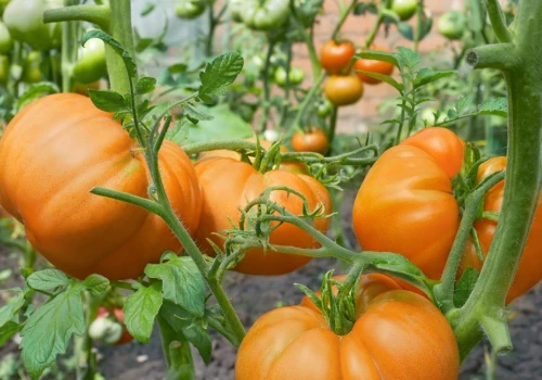Podsyp tym sadzonki pomidorów. Będą słodkie, zdrowe i duże